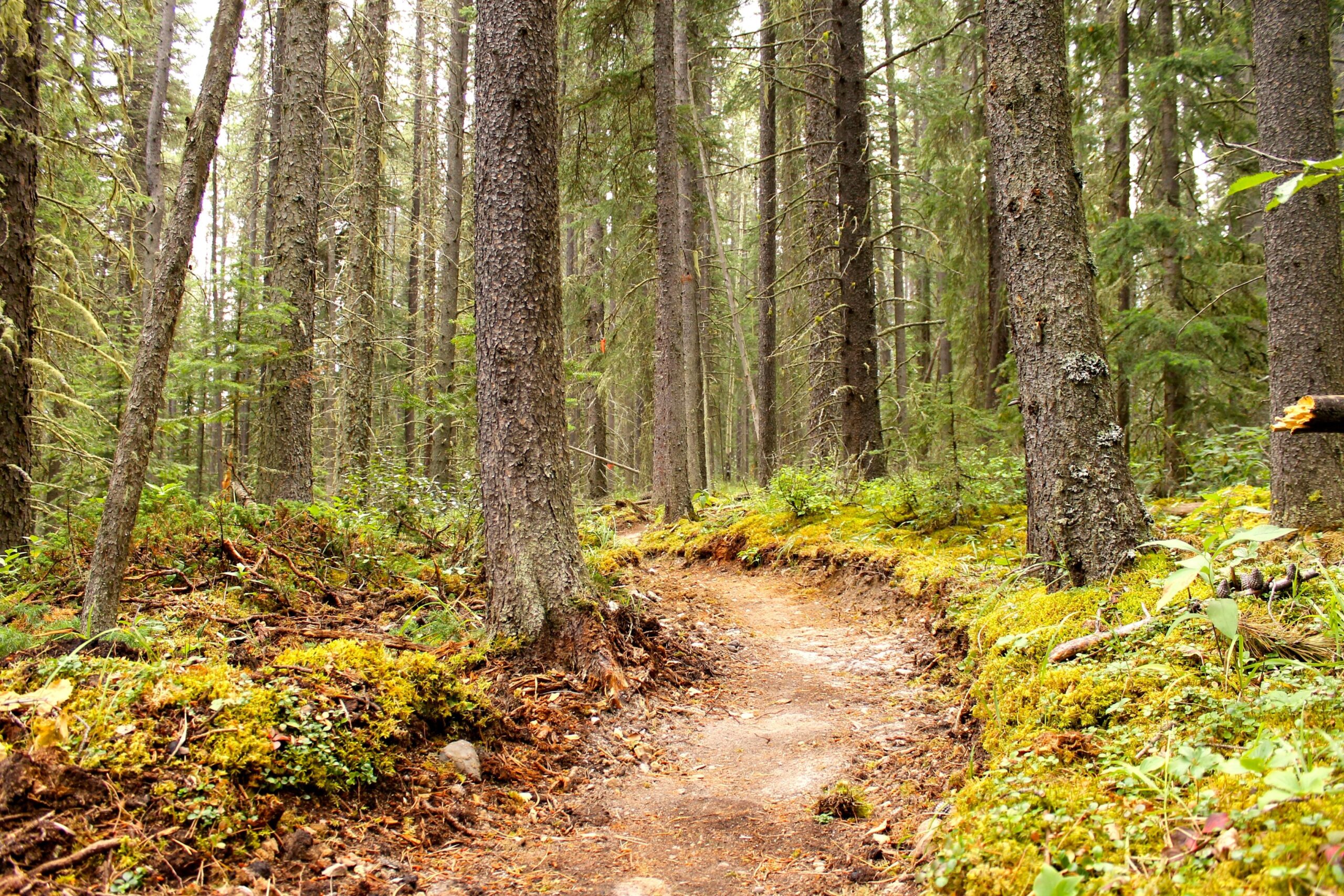 A tranquil forest scene featuring a winding dirt path surrounded by tall trees. The ground is covered in soft moss and fallen leaves, creating a natural and serene atmosphere. Canmore Nordic Centre mountain bike trail.