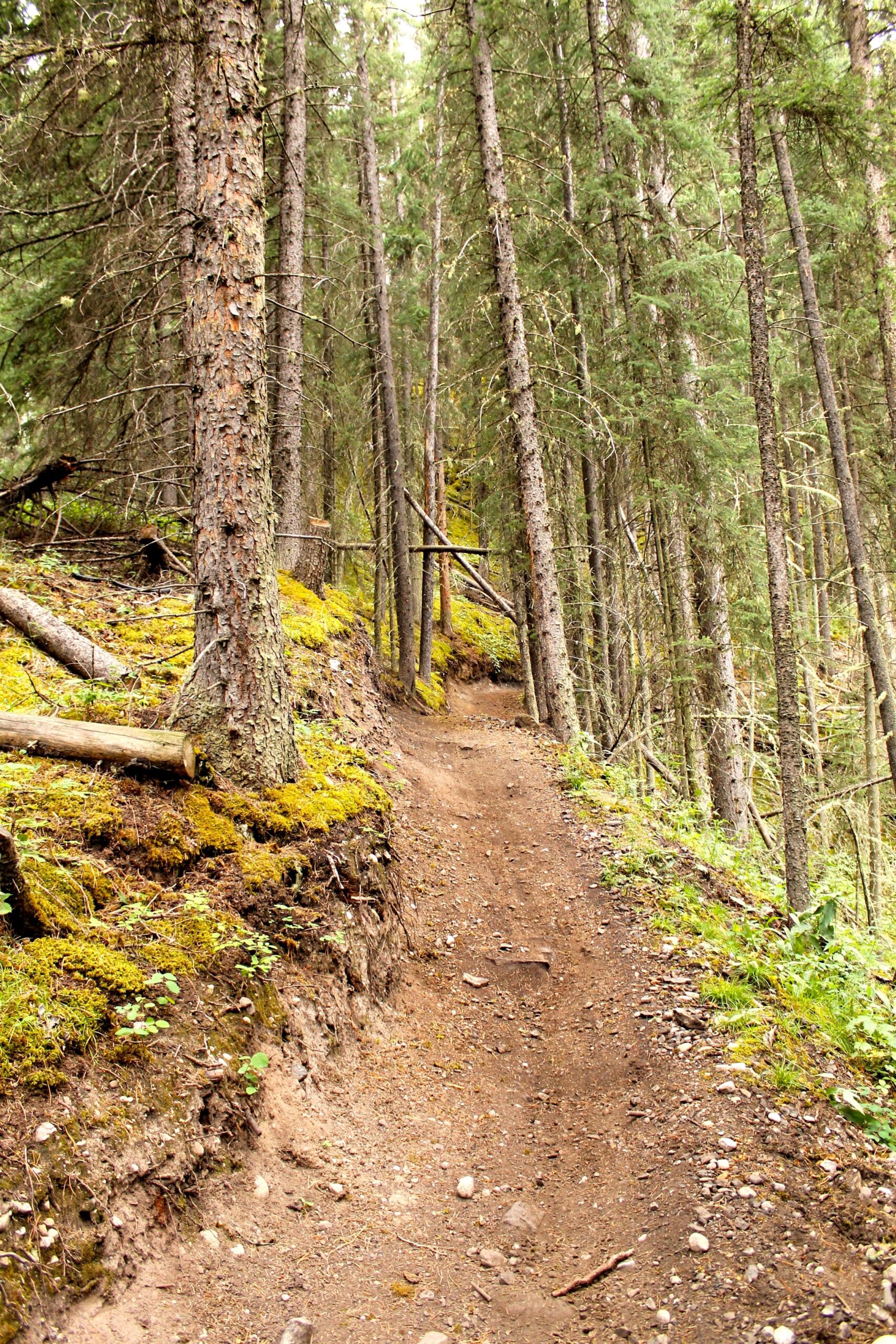 A narrow dirt trail winding through a dense forest, surrounded by tall pine trees and patches of green moss on the ground. The path is slightly elevated on one side, with visible rocks and roots lining the trail. Natural light filters through the tree canopy above, creating a serene, natural atmosphere. Canmore Nordic Centre mountain bike trail.
