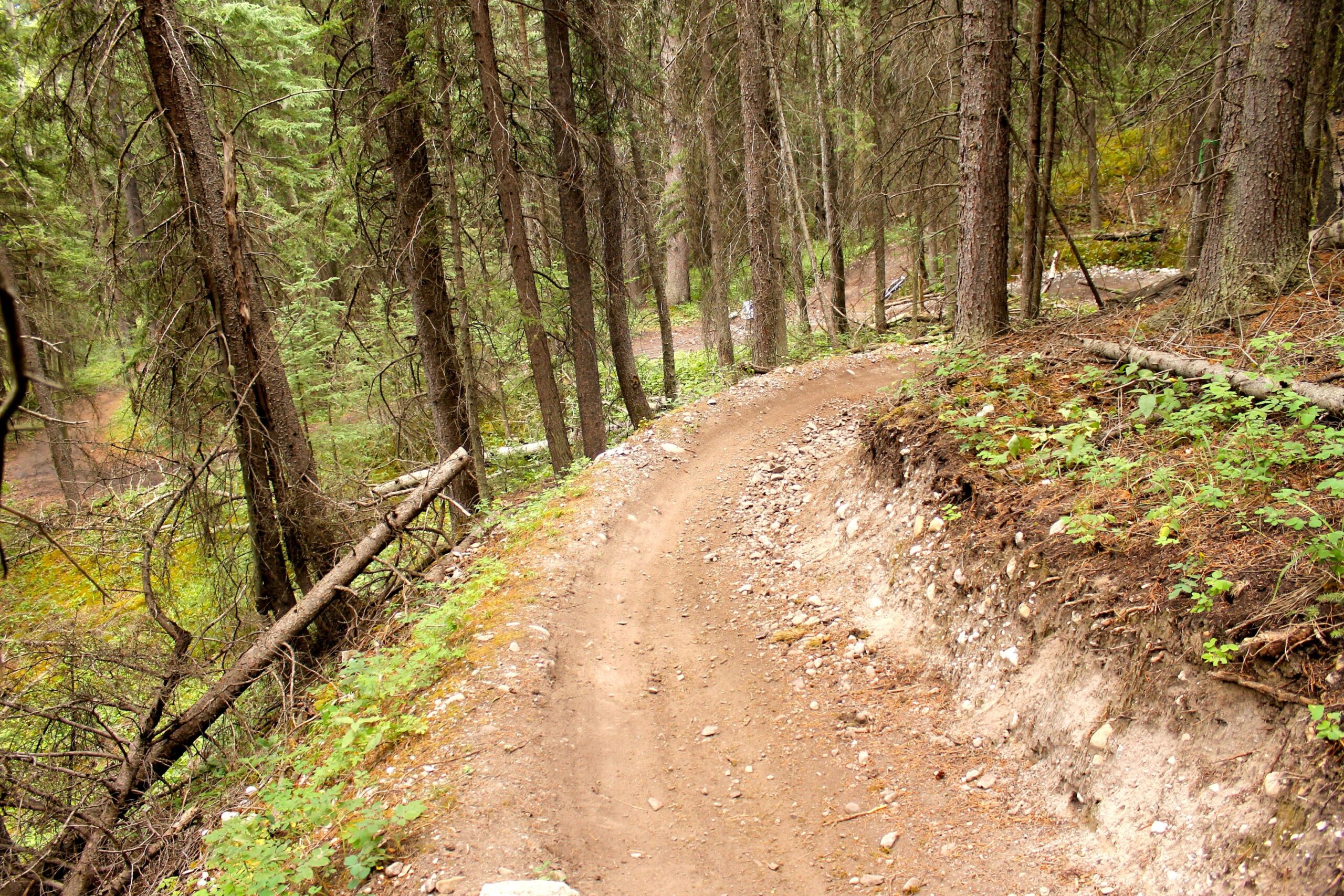 A winding dirt path through a dense forest, surrounded by tall pine trees and patches of green foliage. The trail is slightly elevated on one side, revealing rocky terrain and fallen branches. Soft sunlight filters through the tree canopy, creating a serene and natural atmosphere. Canmore Nordic Centre mountain bike trail.