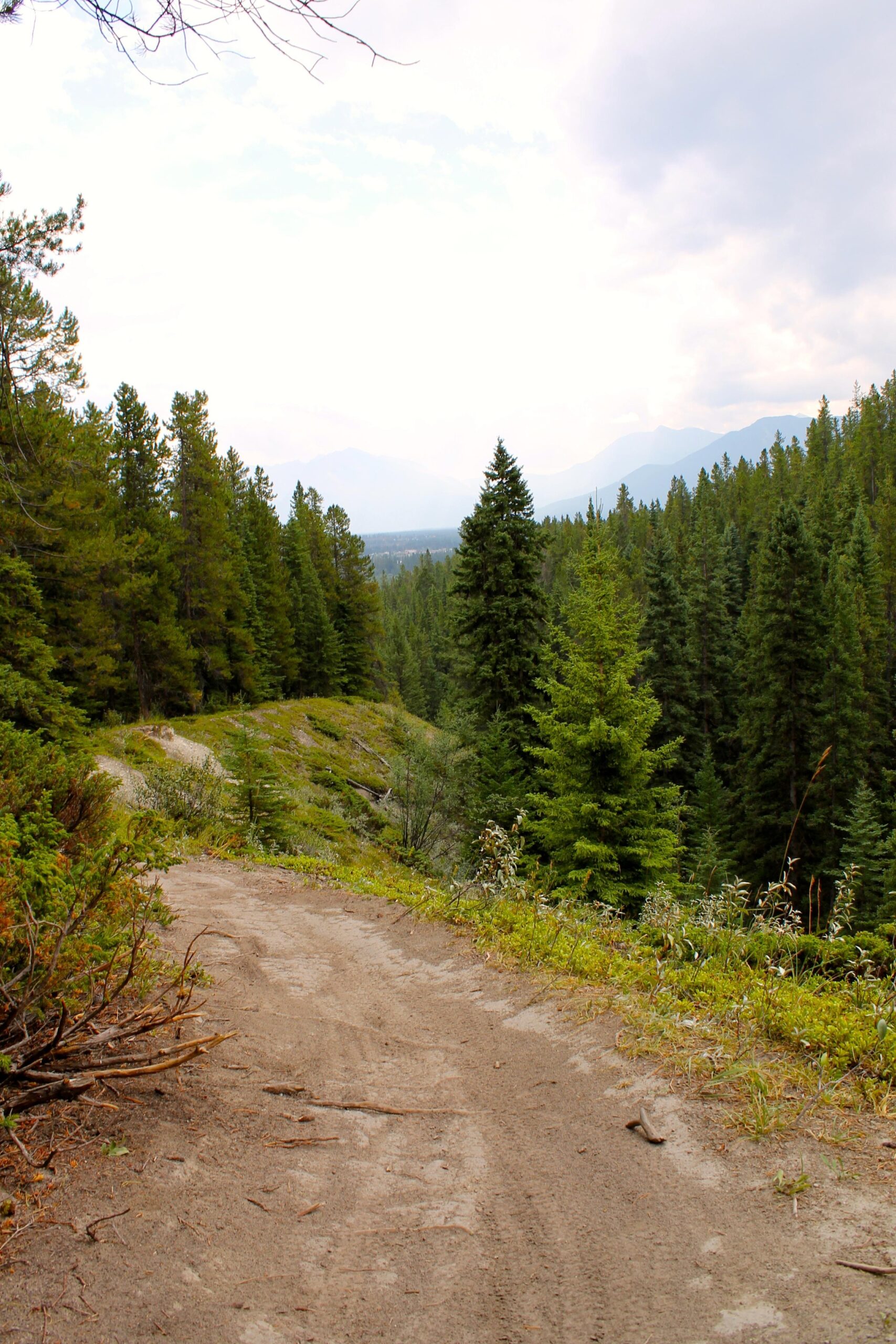 A sandy trail winding through a dense forest of pine trees, with a backdrop of distant mountains under a cloudy sky. The path is flanked by lush greenery, showcasing a serene natural landscape. Canmore Nordic Centre mountain bike trail.
