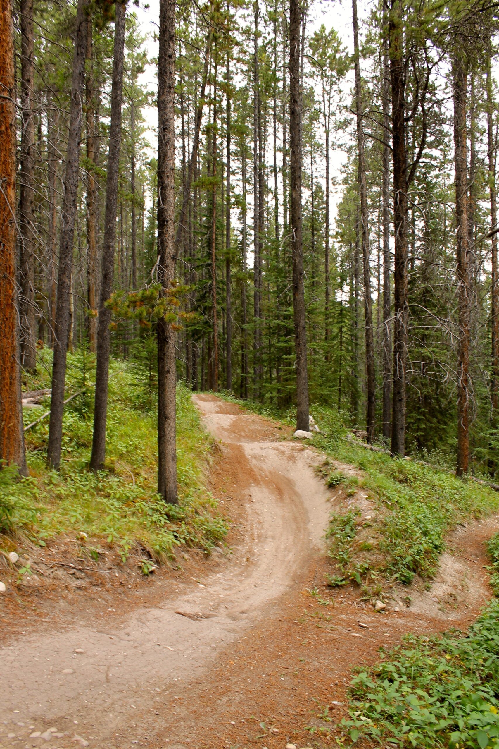 A winding dirt path through a dense forest of tall trees, surrounded by green underbrush. The trail curves gently to the right, with patches of brown soil and scattered rocks visible along the edges. Overcast skies loom overhead, diffusing natural light throughout the scene. Canmore Nordic Centre mountain bike trail.