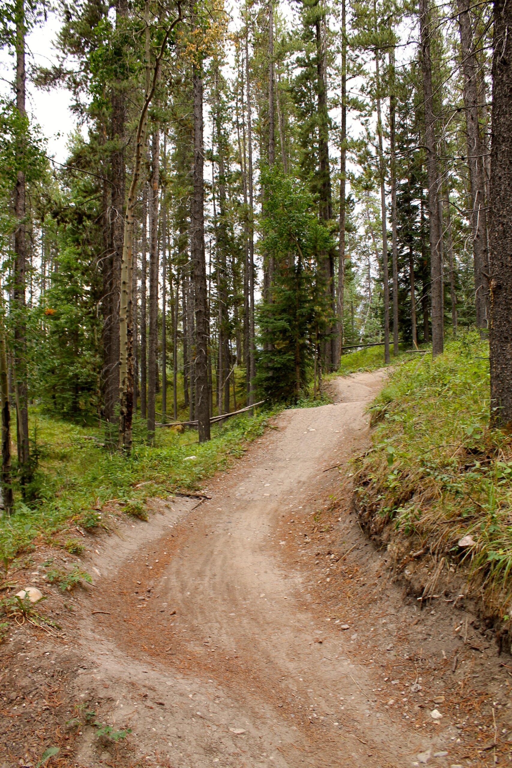 A winding dirt path through a forest of tall trees, surrounded by greenery and scattered pine needles. The trail curves gently to the right, leading into a natural setting with soft sunlight filtering through the leaves. Canmore Nordic Centre mountain bike trail.