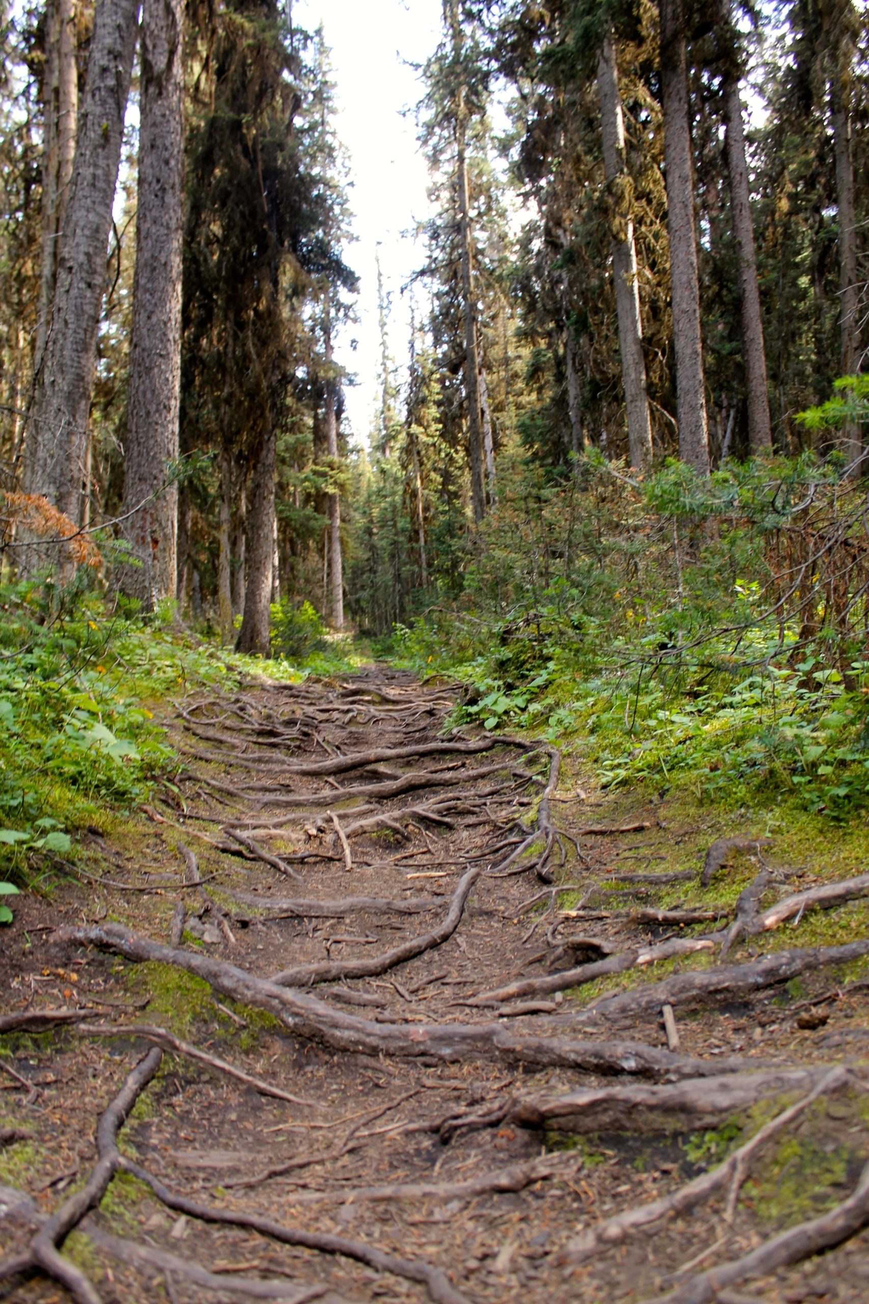 A narrow, winding dirt trail covered with exposed tree roots, flanked by tall trees and lush green vegetation on either side. Sunlight filters through the canopy, illuminating the path ahead in a serene forest setting. Stoney Squaw Upper & Lower mountain bike trail.