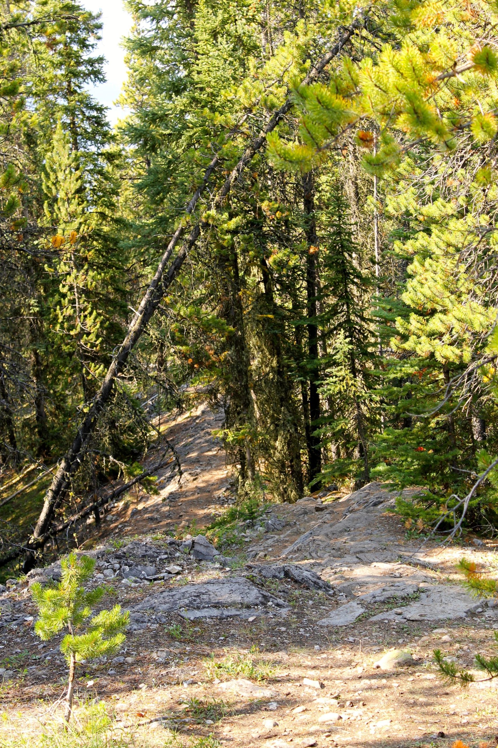 A wooded trail winding through dense pine trees, featuring a rocky path and a prominently leaning tree trunk. Sunlight filters through the foliage, illuminating the scene with hints of vibrant green and earthy tones. Stoney Squaw Upper & Lower mountain bike trail.
