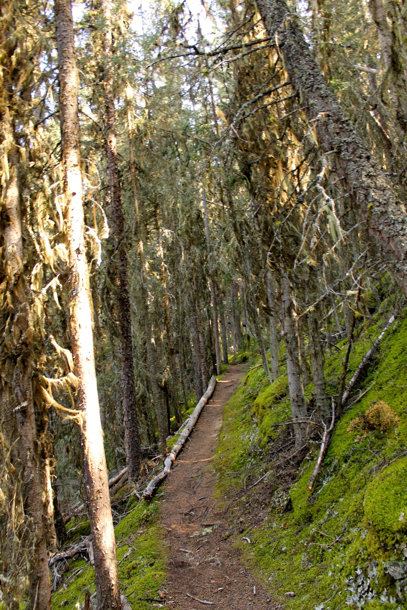 A narrow dirt path winding through a dense forest with tall trees covered in moss and lichen. Sunlight filters through the foliage, casting dappled light on the ground. The scene conveys a serene and tranquil atmosphere, ideal for hiking and nature walks. Stoney Squaw Upper & Lower mountain bike trail.