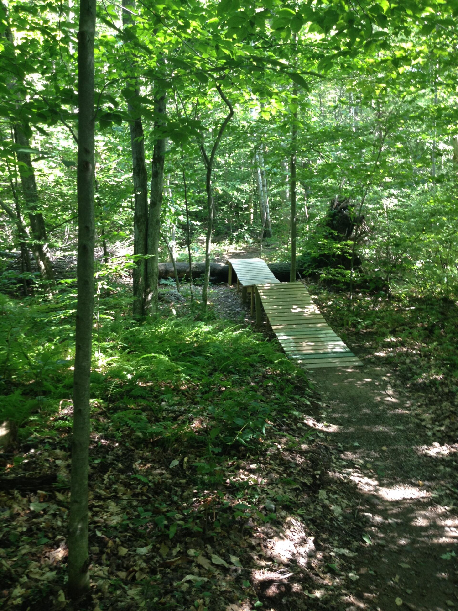 A wooded trail surrounded by lush green foliage, featuring a small wooden bridge that spans over a pathway. Sunlight filters through the leaves, illuminating the forest floor covered with ferns and fallen leaves. Mud Pond Loop mountain bike trail.