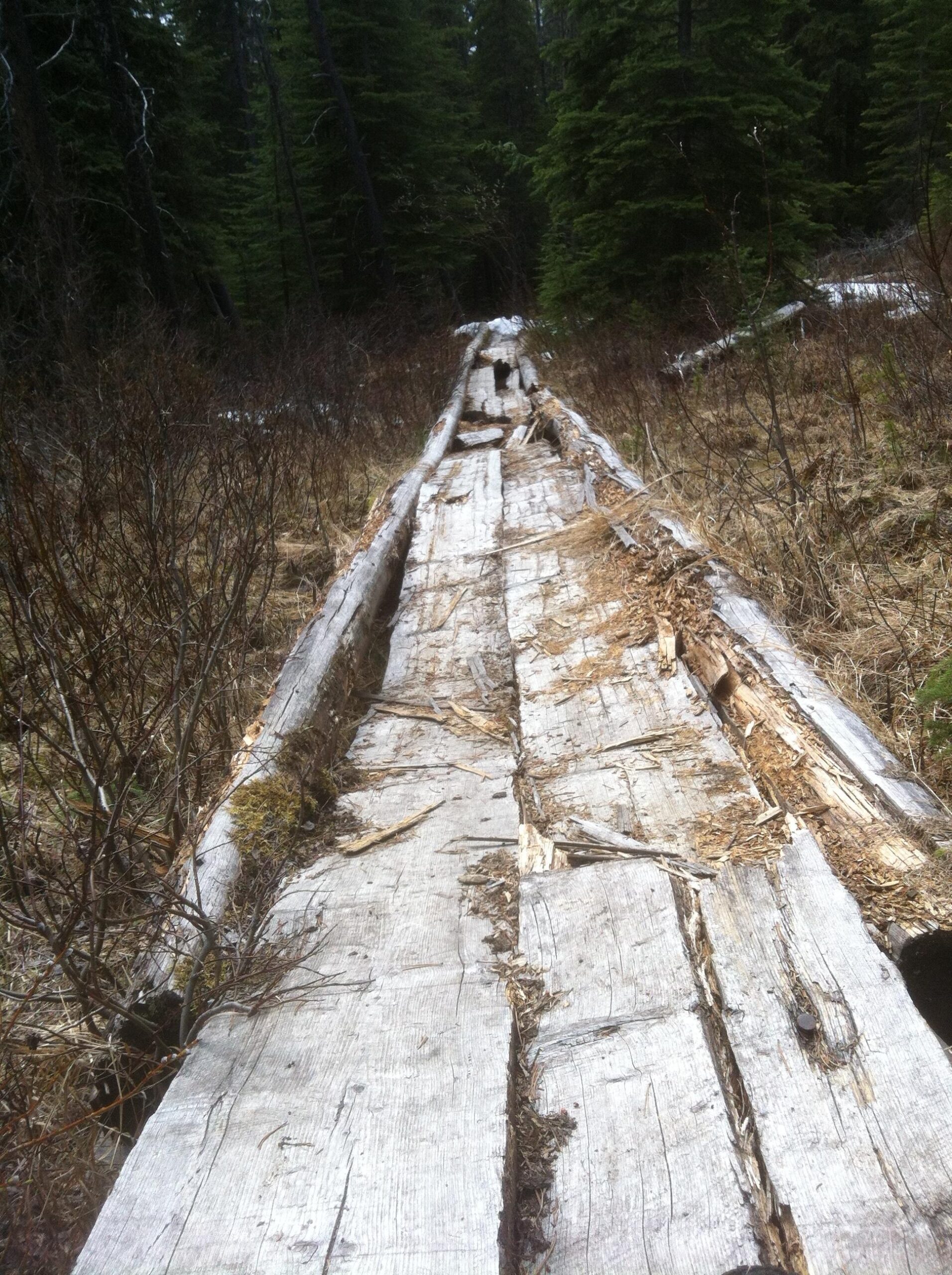 A weathered wooden path made of large planks, leading through a forested area with sparse underbrush and coniferous trees. The path shows signs of age and wear, with visible cracks and debris scattered along its surface. 20-mile loop / Saturday Night Lake Loop mountain bike trail.