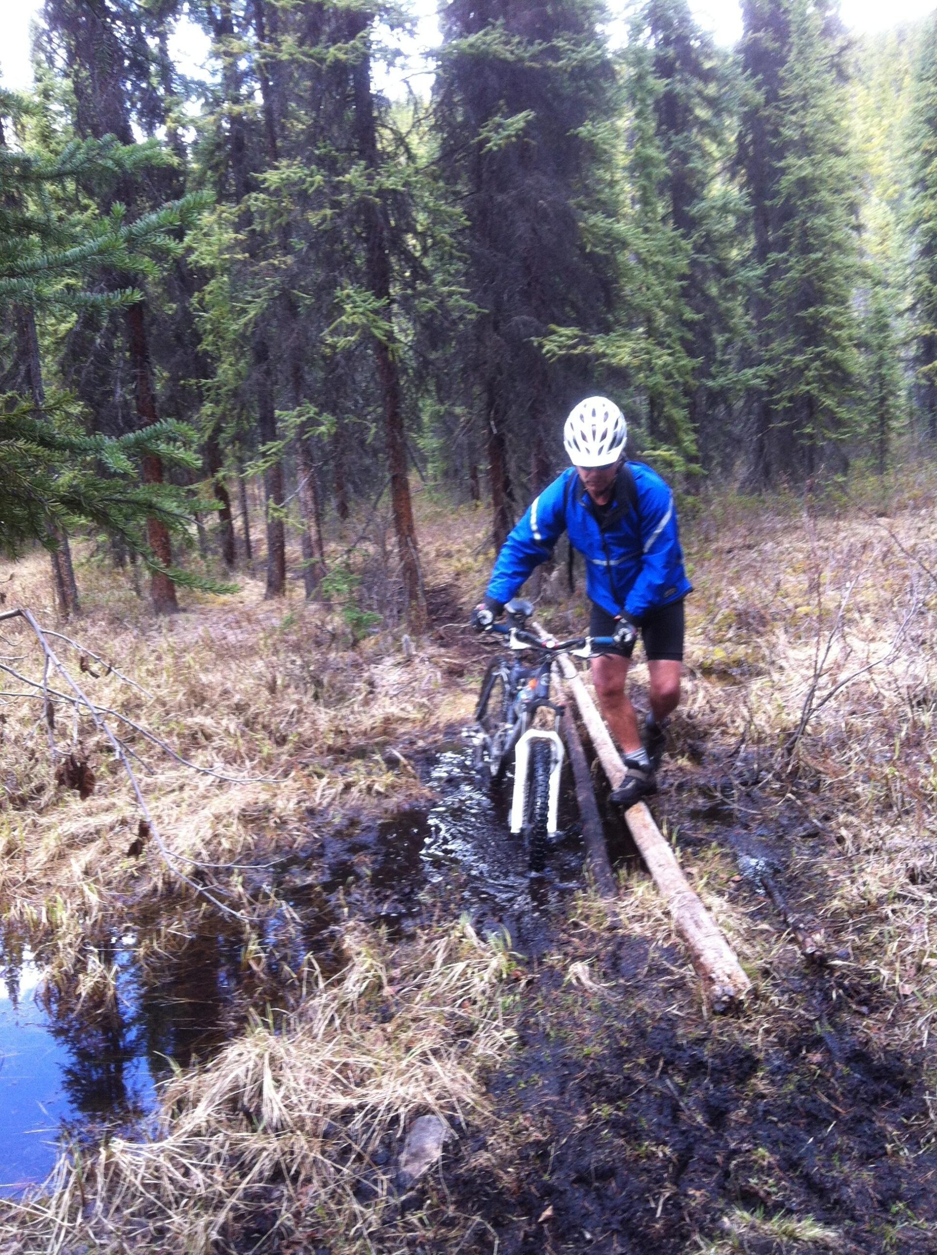 A person in a blue jacket and helmet is balancing on a log over a muddy area while maneuvering a mountain bike in a forested setting. Surrounding them are tall trees and patches of grass. The ground is wet and marshy, indicating a challenging trail. 20-mile loop / Saturday Night Lake Loop mountain bike trail.