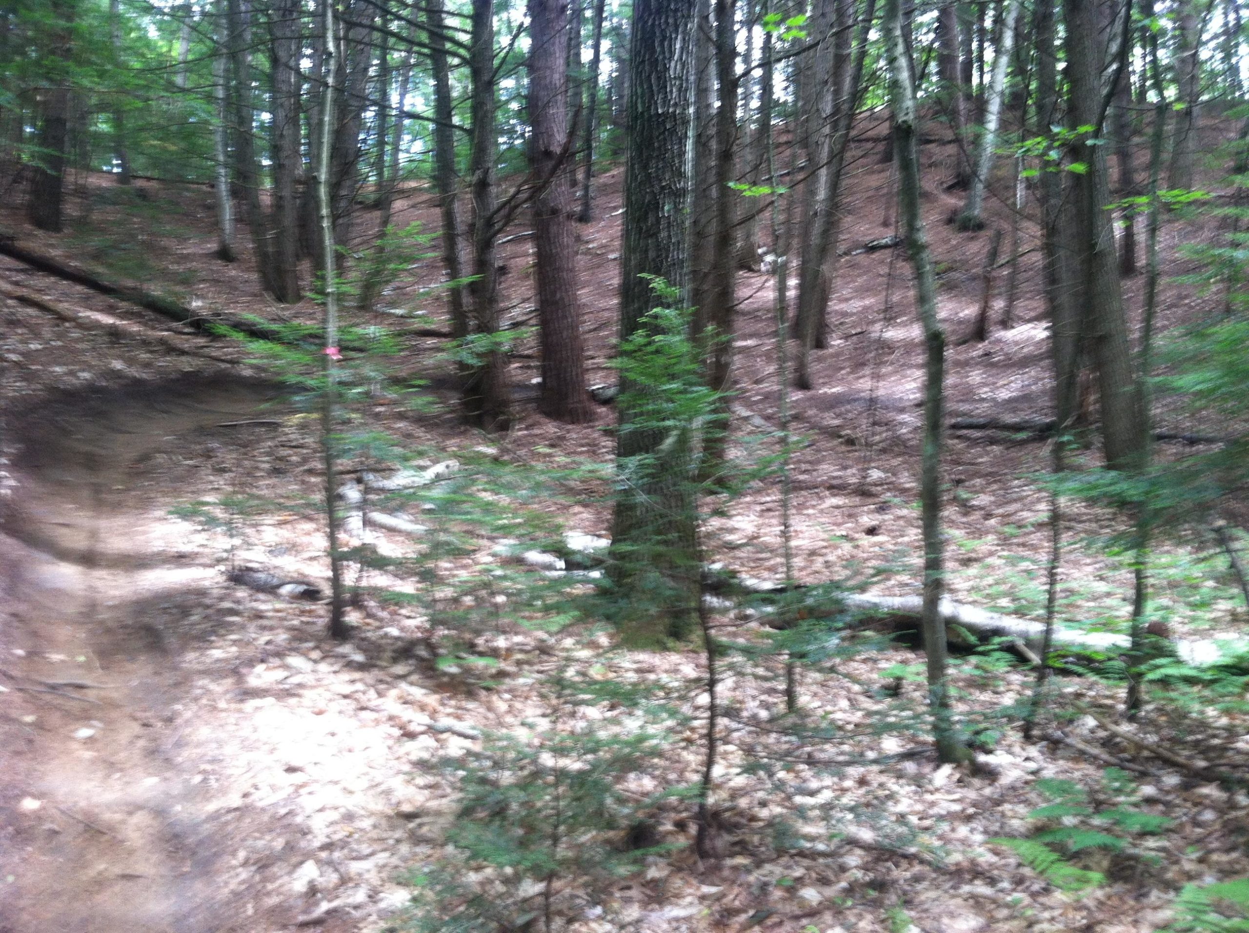 A forest scene featuring a dirt hiking trail winding through tall trees. The ground is covered with fallen leaves and small plants, with a few logs scattered along the path. A red marker is visible on a tree, indicating the trail direction. The lush greenery suggests a tranquil and natural environment. Franklin Falls mountain bike trail.