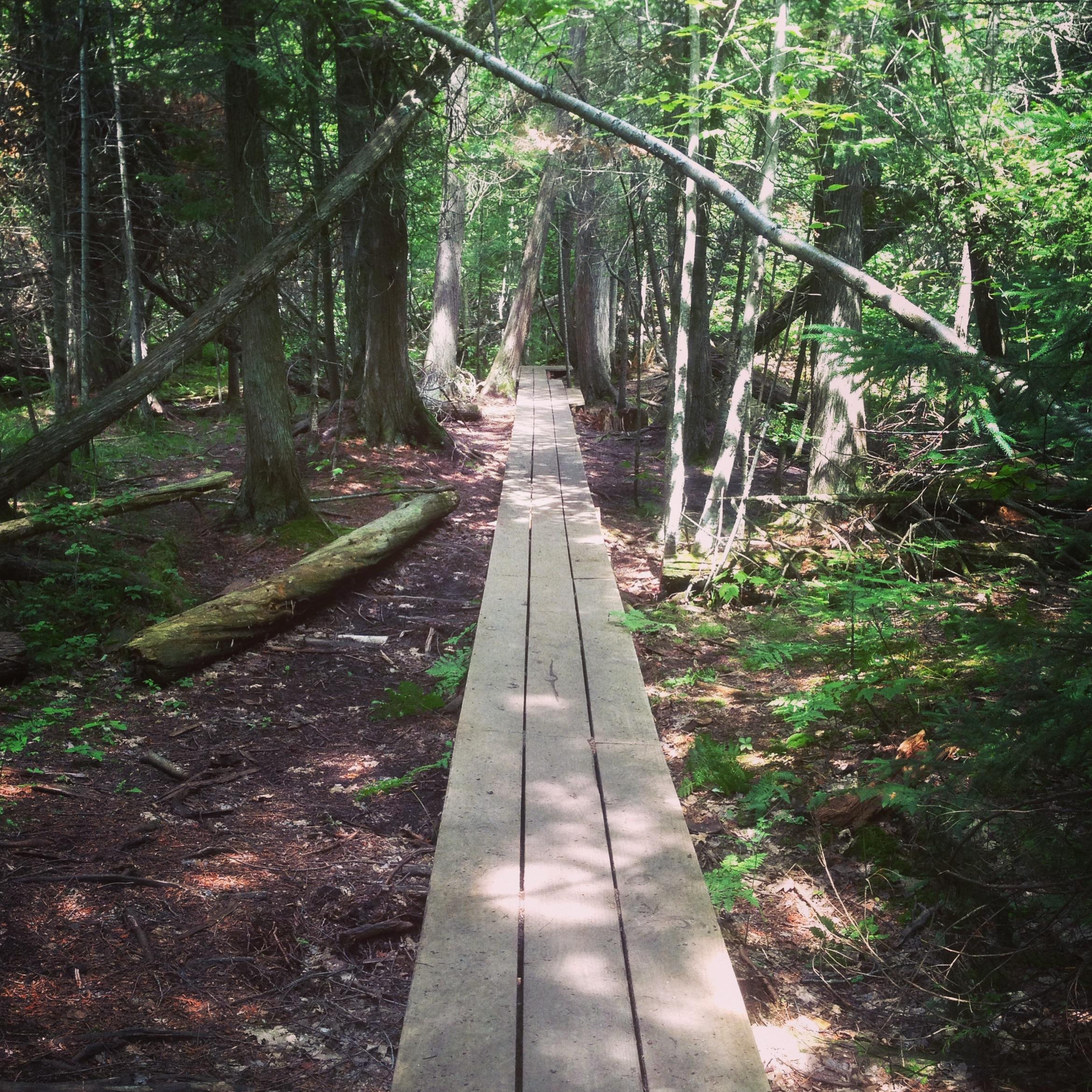 A wooden boardwalk winding through a lush green forest, surrounded by tall trees and sunlight filtering through the leaves. The path leads deeper into the serene wilderness, with fallen logs and ferns visible along the sides. Noquemanon Trails Network: South Marquette Trails mountain bike trail.