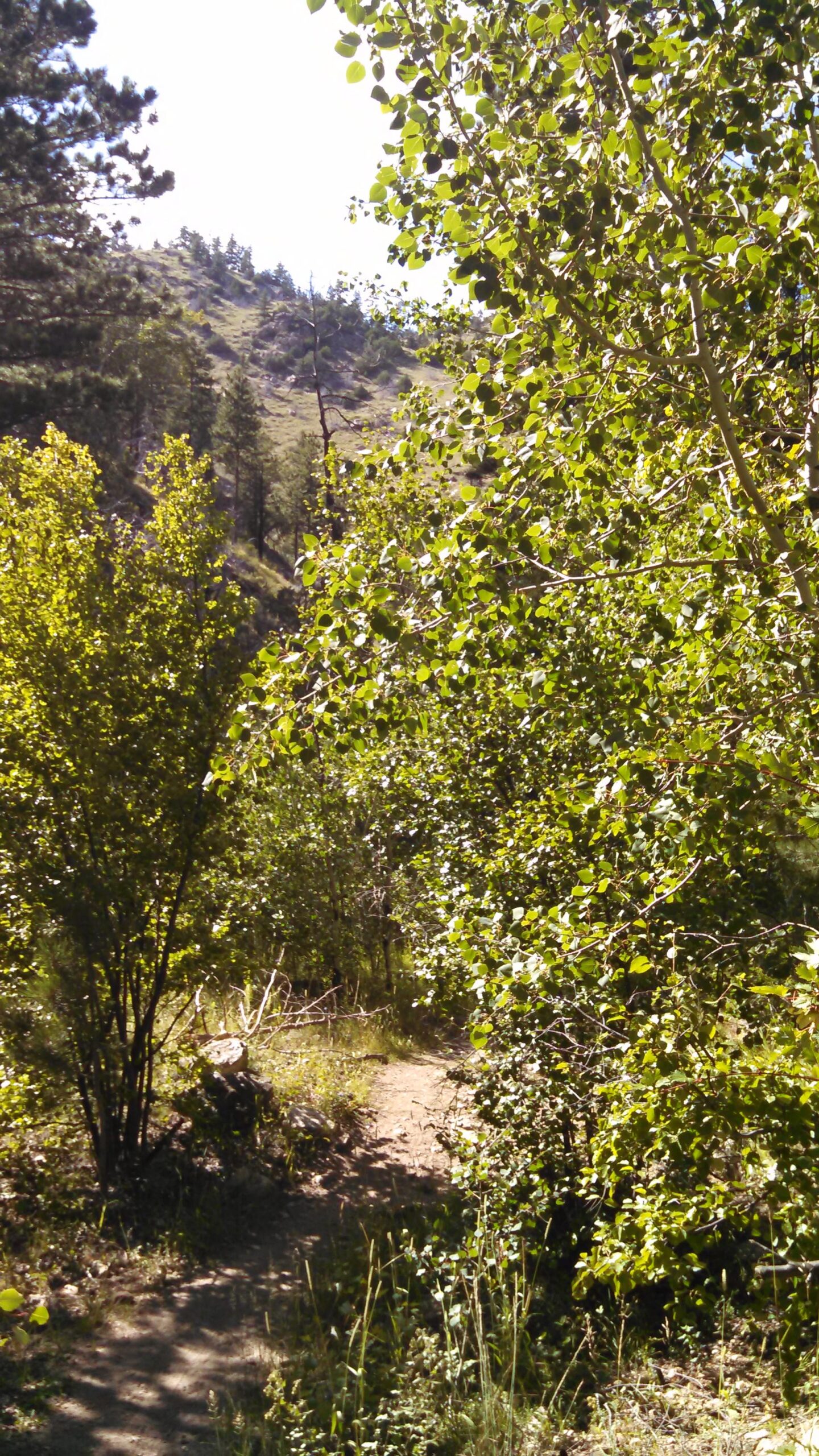 A scenic view of a forest path surrounded by lush greenery, including various trees and plants. The sunlight filters through the leaves, casting dappled shadows on the ground. In the distance, a hillside dotted with trees is visible. Dadd Gulch mountain bike trail.