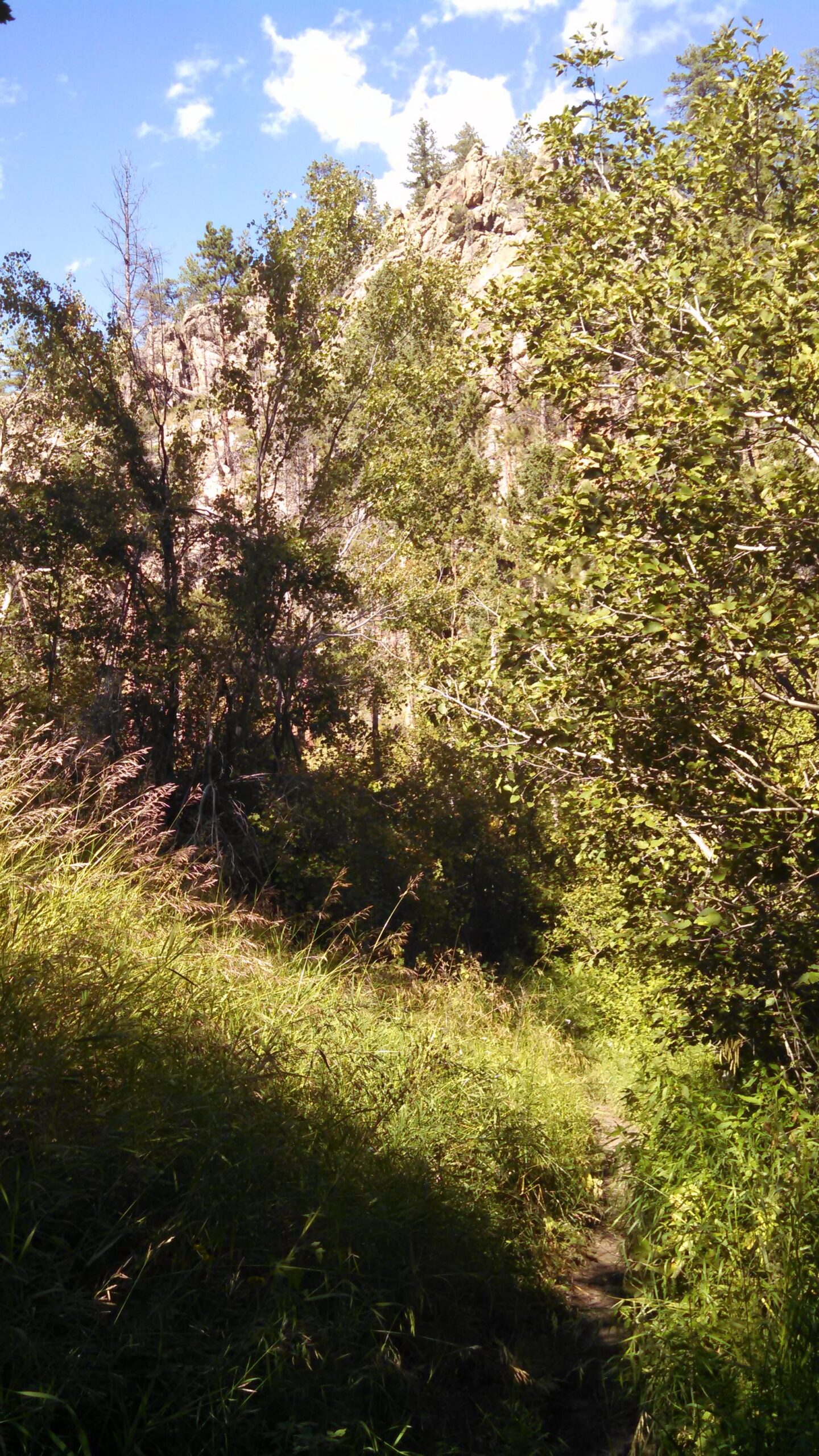 A scenic view of a wooded area featuring tall grasses and dense foliage, with rocky cliffs and trees in the background under a clear blue sky with a few clouds. A narrow path winds through the greenery, inviting exploration of the natural landscape. Dadd Gulch mountain bike trail.