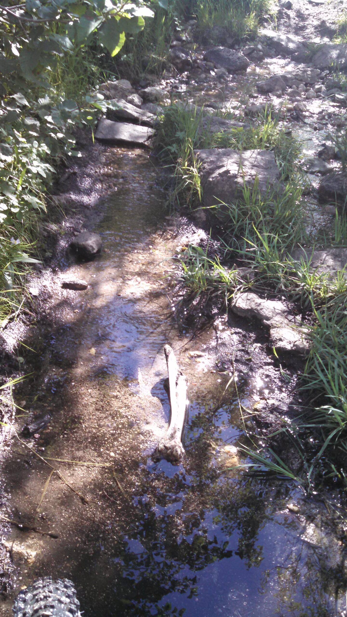 A narrow stream flows through a natural landscape, surrounded by lush green grass and leafy vegetation. Smooth stones are visible along the streambed, with a fallen log partially submerged in the water. Sunlight filters through the trees, creating reflections on the water's surface. Dadd Gulch mountain bike trail.