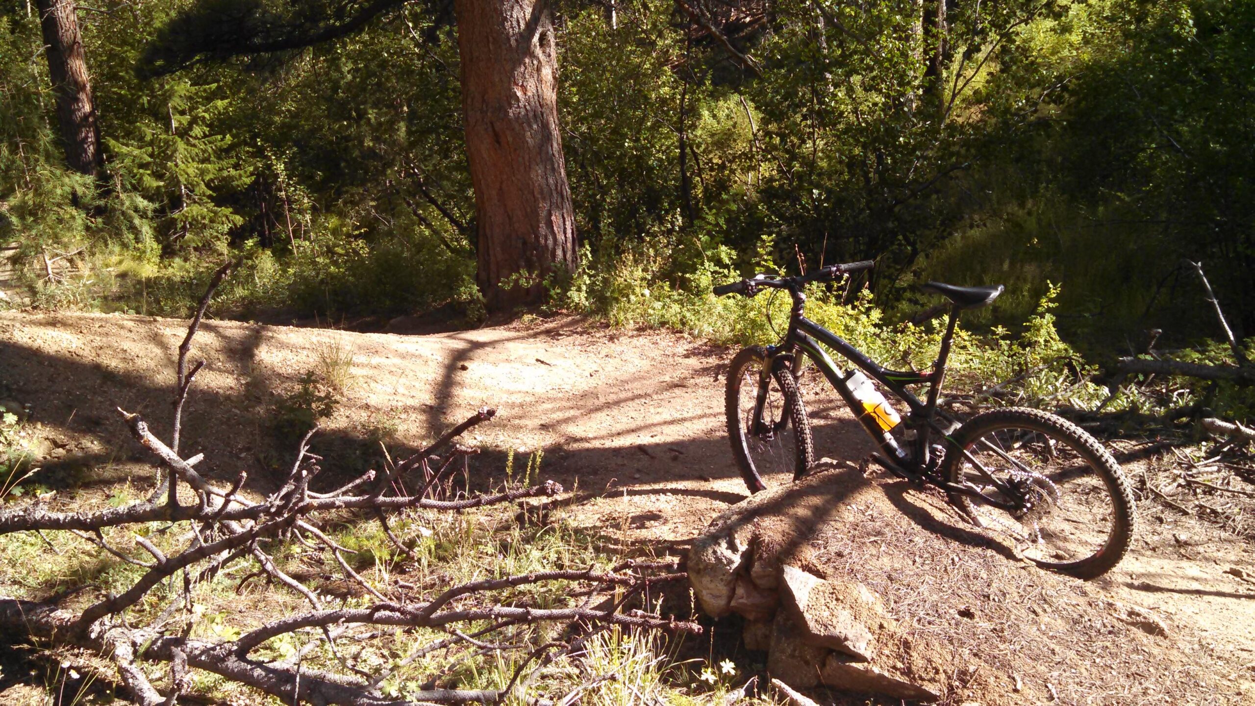 A mountain bike resting on a dirt trail surrounded by dense trees and underbrush, with sunlight filtering through the foliage. Logs and branches are scattered along the path, indicating a natural, rugged outdoor environment. Dadd Gulch mountain bike trail.