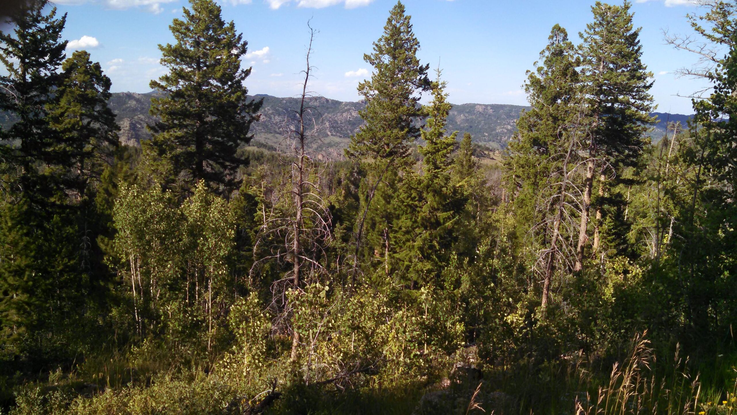 A scenic view of a dense forest featuring tall evergreen trees, with some dead and fallen trees visible among vibrant green foliage. In the background, rolling mountains stretch out under a clear blue sky dotted with a few clouds. The landscape conveys a sense of natural beauty and tranquility. Dadd Gulch mountain bike trail.