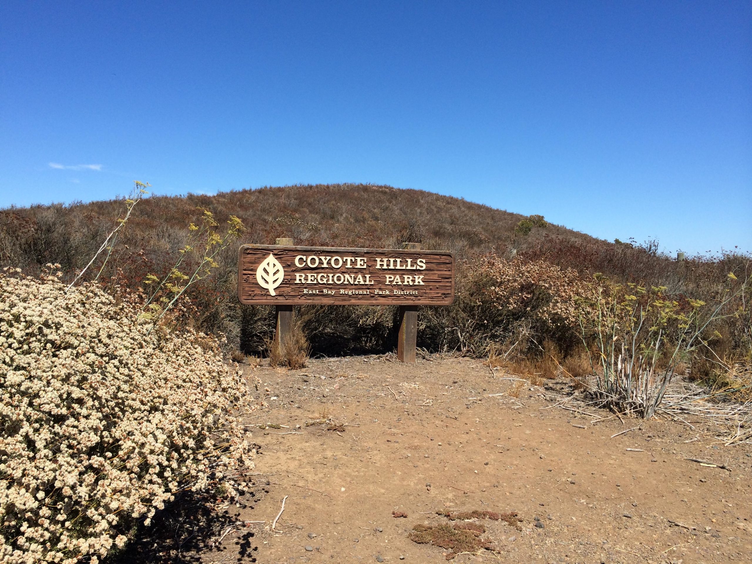 Wooden sign for Coyote Hills Regional Park, set against a clear blue sky and dry hillside, with shrubs and plants in the foreground. Coyote Hills Regional Park mountain bike trail.