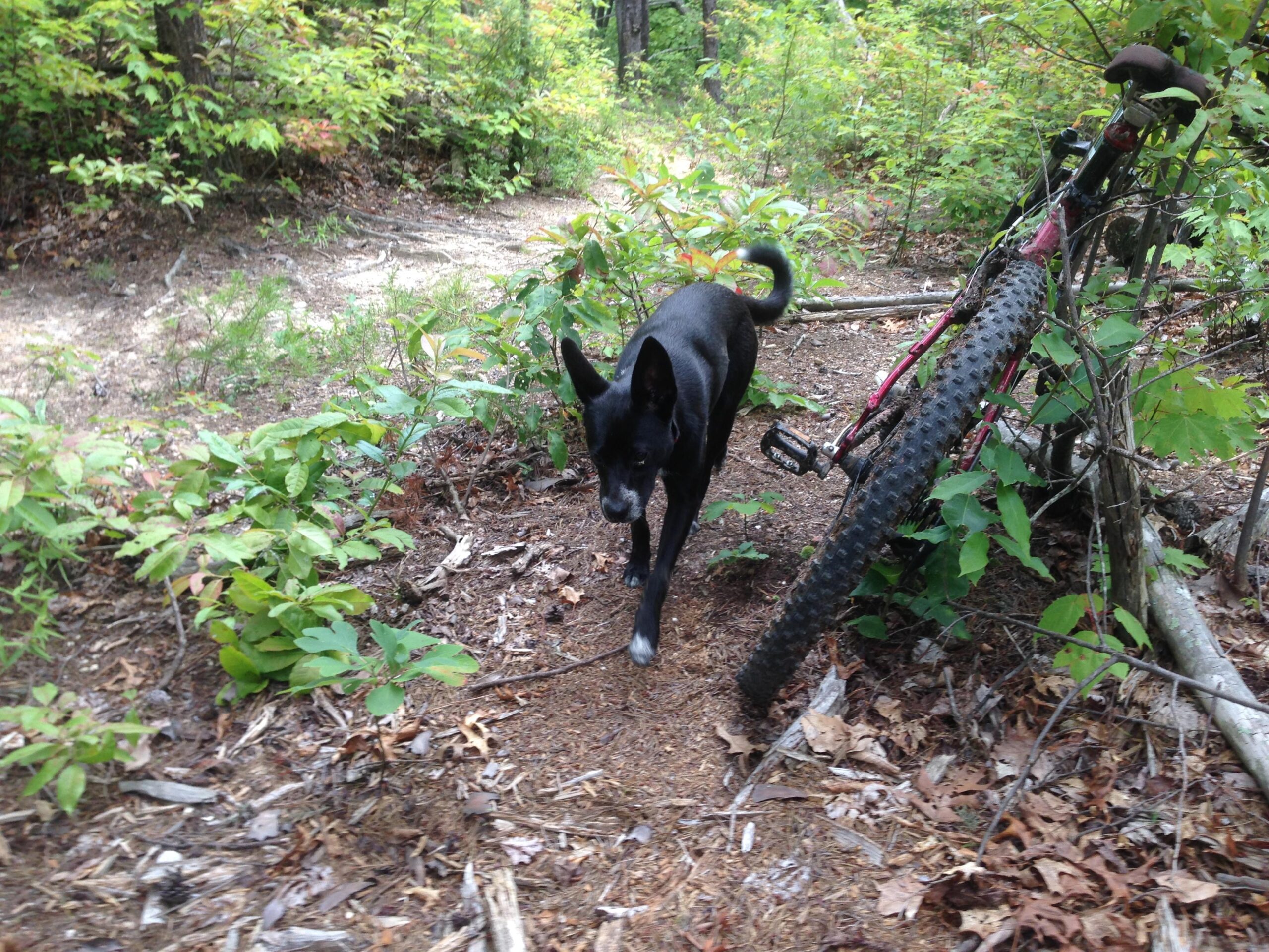 A black dog walking along a dirt path in a wooded area, next to a mountain bike resting against a bush. The scene is surrounded by green foliage and fallen leaves. LIttle Citico Horse Trails 2&3 mountain bike trail.