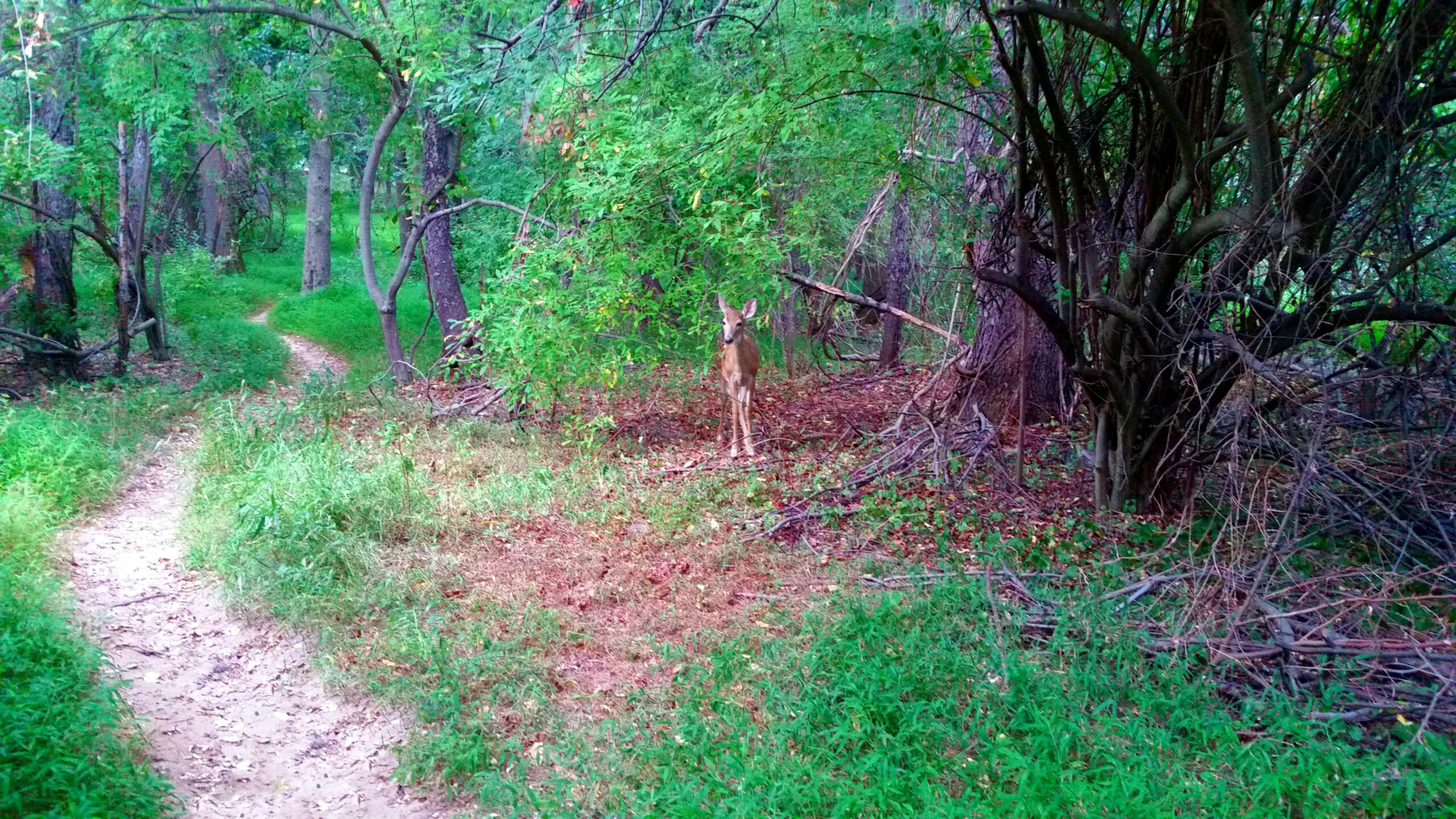 A deer standing amid lush greenery in a forest, with a winding dirt path visible in the background. The surroundings feature tall trees and underbrush, creating a serene nature scene. Mercer County Park mountain bike trail.