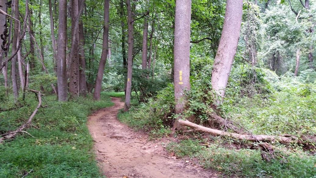 Winding dirt path through a lush forest, bordered by tall trees and green foliage. A faint yellow marking is visible on a tree trunk, indicating a trail direction. The scene is tranquil and invites exploration of the natural surroundings. Patapsco Valley State Park (Avalon Area) mountain bike trail.