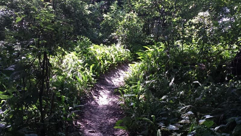 A sunlit pathway winding through a lush green forest, surrounded by ferns and dense foliage. The light filters through the trees, creating dappled shadows on the trail. Mount Dora Trail mountain bike trail.
