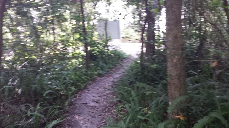 A narrow, winding dirt path surrounded by lush green foliage and shrubs, leading through a forested area. In the distance, a hint of a clearing is visible, partially obscured by trees. Mount Dora Trail mountain bike trail.