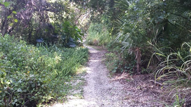 A narrow gravel path surrounded by lush greenery and dense foliage, leading into a wooded area. The scene captures a tranquil, natural environment with overgrown plants on either side of the trail, suggesting a peaceful outdoor setting. Mount Dora Trail mountain bike trail.