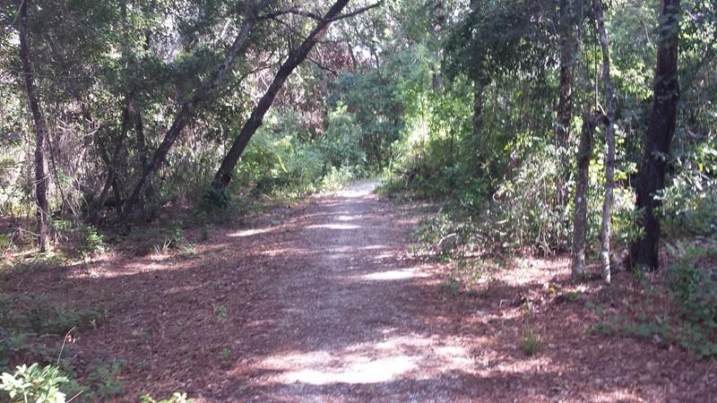 A narrow, gravel path winding through a dense, green forest with trees on both sides and sunlight filtering through the foliage. The ground is covered with fallen leaves and small plants along the edges. Mount Dora Trail mountain bike trail.