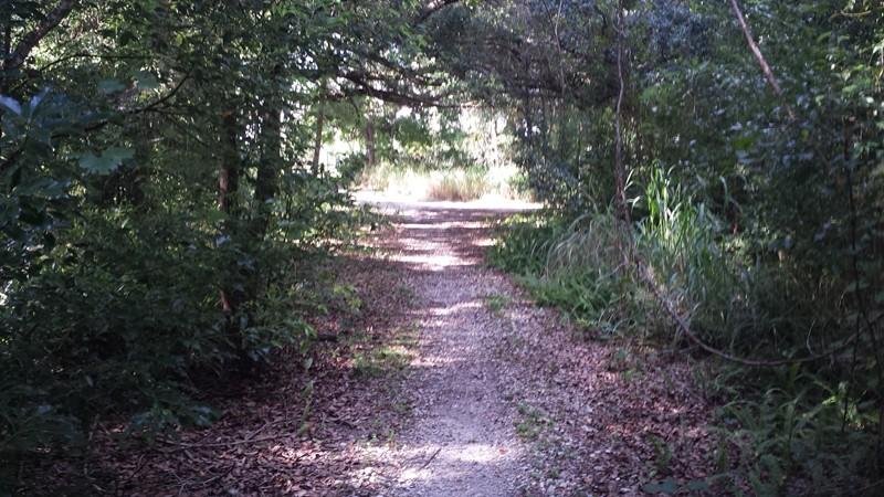 A narrow, gravel path winding through a lush, green forest, surrounded by trees and underbrush. Sunlight filters through the canopy, illuminating parts of the trail and creating a serene atmosphere. Mount Dora Trail mountain bike trail.
