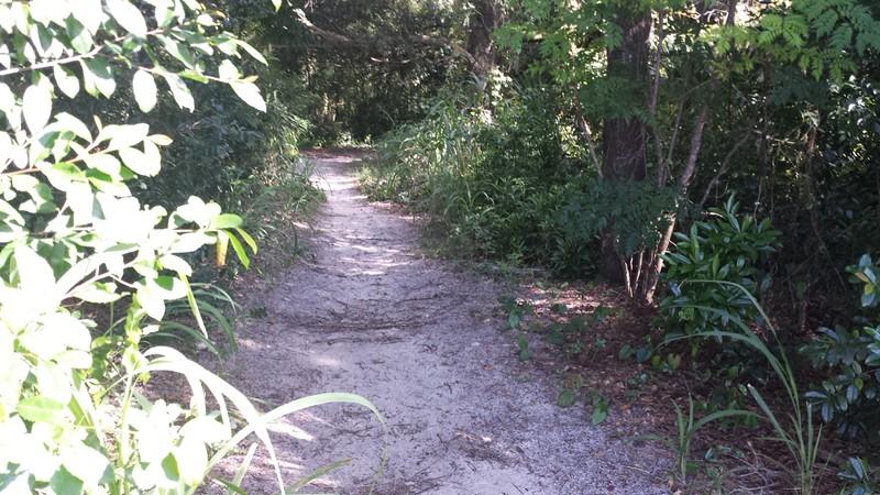 A narrow, sandy path winding through dense greenery, with bushes and trees on either side, creating a tranquil, natural setting. Mount Dora Trail mountain bike trail.