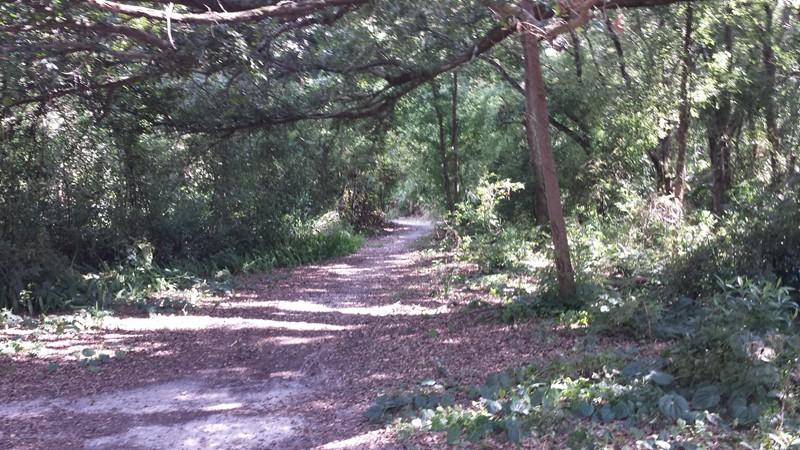 A winding gravel path through a lush green forest, shaded by overhanging tree branches. The ground is covered with fallen leaves and the surroundings are filled with vibrant vegetation, creating a serene and peaceful atmosphere. Mount Dora Trail mountain bike trail.