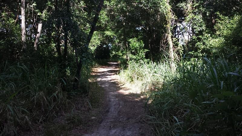 A narrow dirt path winding through a lush, green forest, surrounded by tall grasses and dense foliage. Sunlight filters through the trees, creating a dappled light effect on the trail. Mount Dora Trail mountain bike trail.