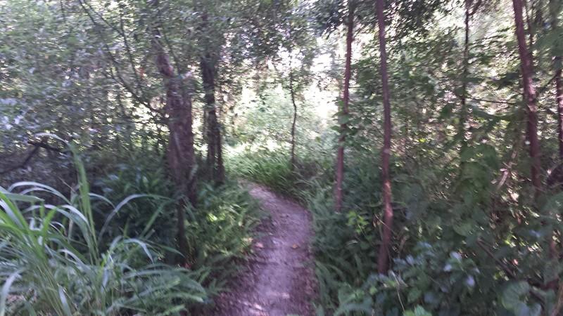 A narrow, winding trail surrounded by dense greenery, including tall grasses and trees, leading into a sunlit forested area. Mount Dora Trail mountain bike trail.