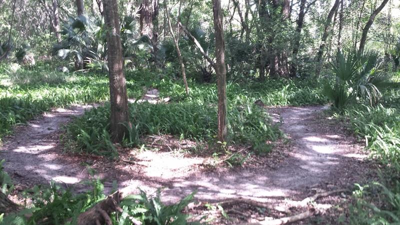 A forest trail splits into two paths surrounded by lush greenery and trees. Sunlight filters through the leaves, illuminating the earthy trail and vibrant ferns on either side. The serene atmosphere suggests a quiet, natural setting ideal for exploration. Mount Dora Trail mountain bike trail.