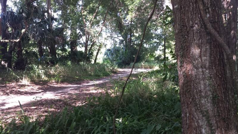 A sunlit pathway winding through a forested area, surrounded by tall trees and lush greenery. The path is partially obscured by grass and foliage, creating a serene and natural atmosphere. Mount Dora Trail mountain bike trail.