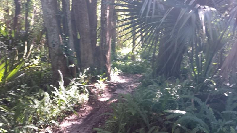 A sunlit forest path winding through dense greenery, surrounded by tall trees and lush ferns. The scene captures a tranquil, natural landscape, inviting exploration. Mount Dora Trail mountain bike trail.