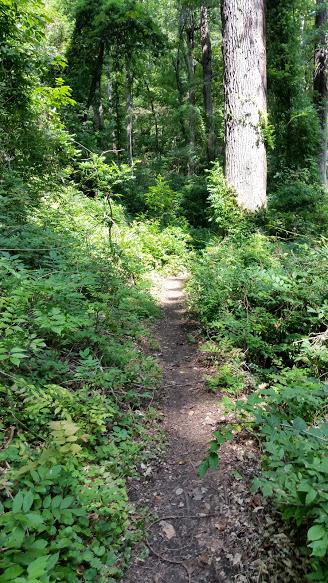 A narrow dirt path winding through a lush green forest, flanked by dense foliage and tall trees. Sunlight filters through the leaves, creating a dappled effect on the ground. Patapsco Valley State Park (Avalon Area) mountain bike trail.