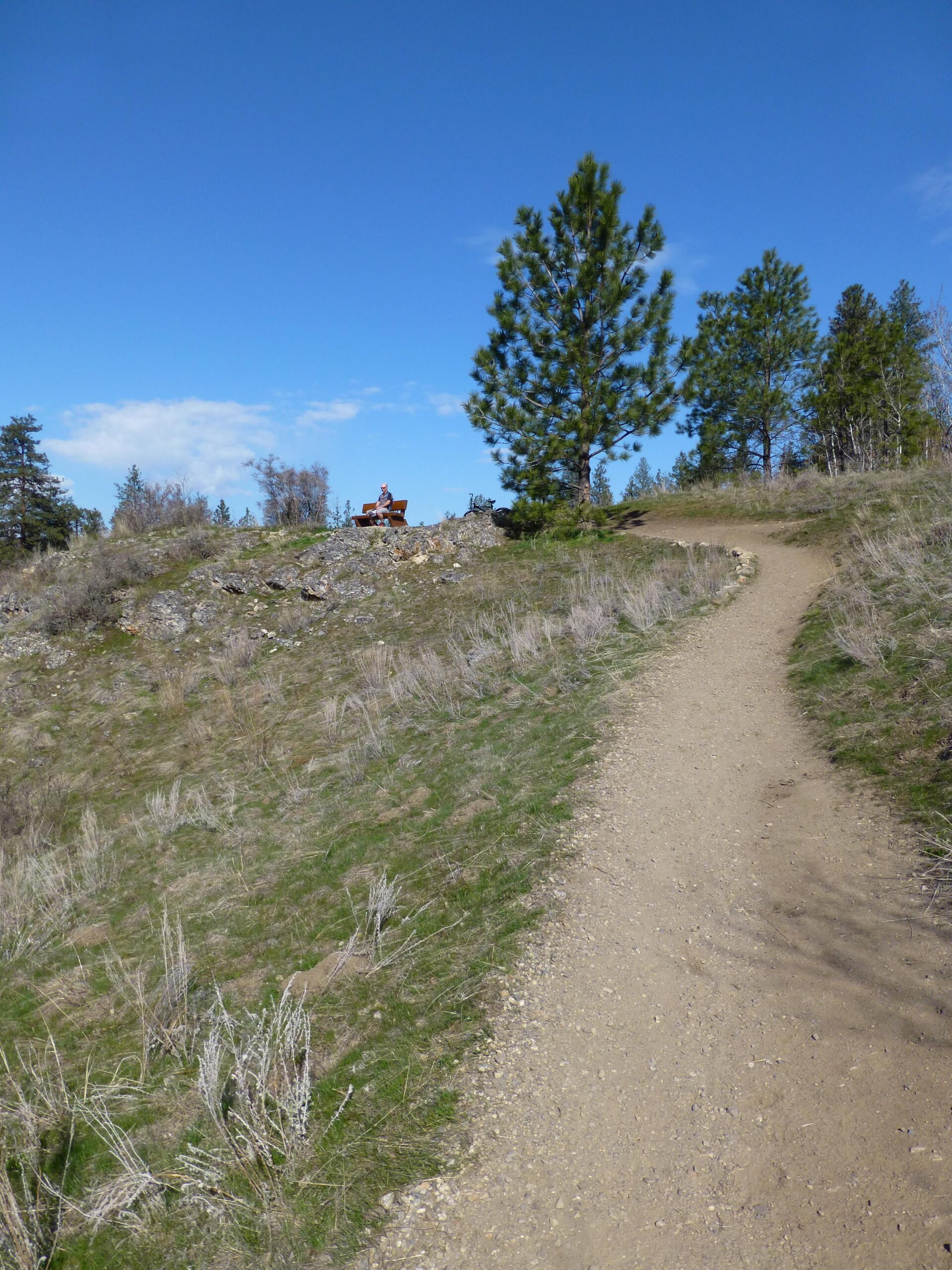 A dirt path winding up a grassy hill with sparse vegetation on either side. In the distance, there is a bench where a person is sitting, surrounded by tall trees under a clear blue sky. Kalamalka Lake Provincial Park mountain bike trail.
