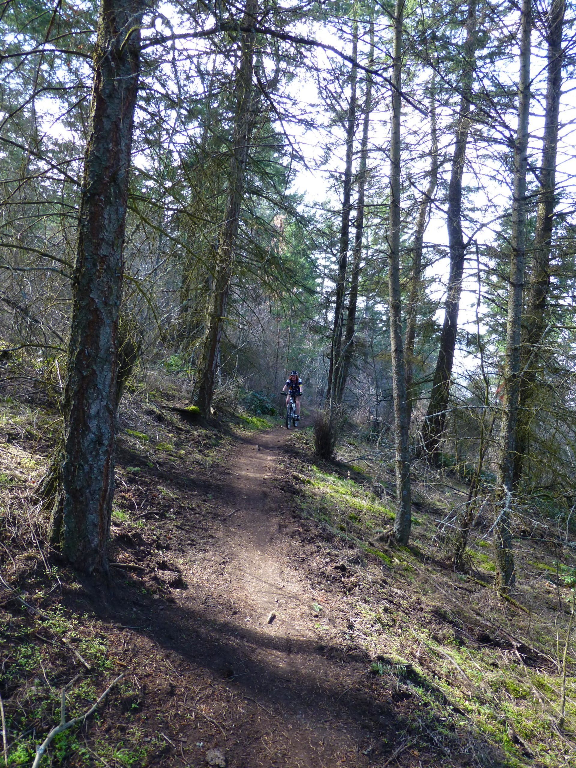 A mountain biker riding along a narrow, winding dirt trail surrounded by tall trees in a forest. Sunlight filters through the branches, illuminating the path. Kalamalka Lake Provincial Park mountain bike trail.
