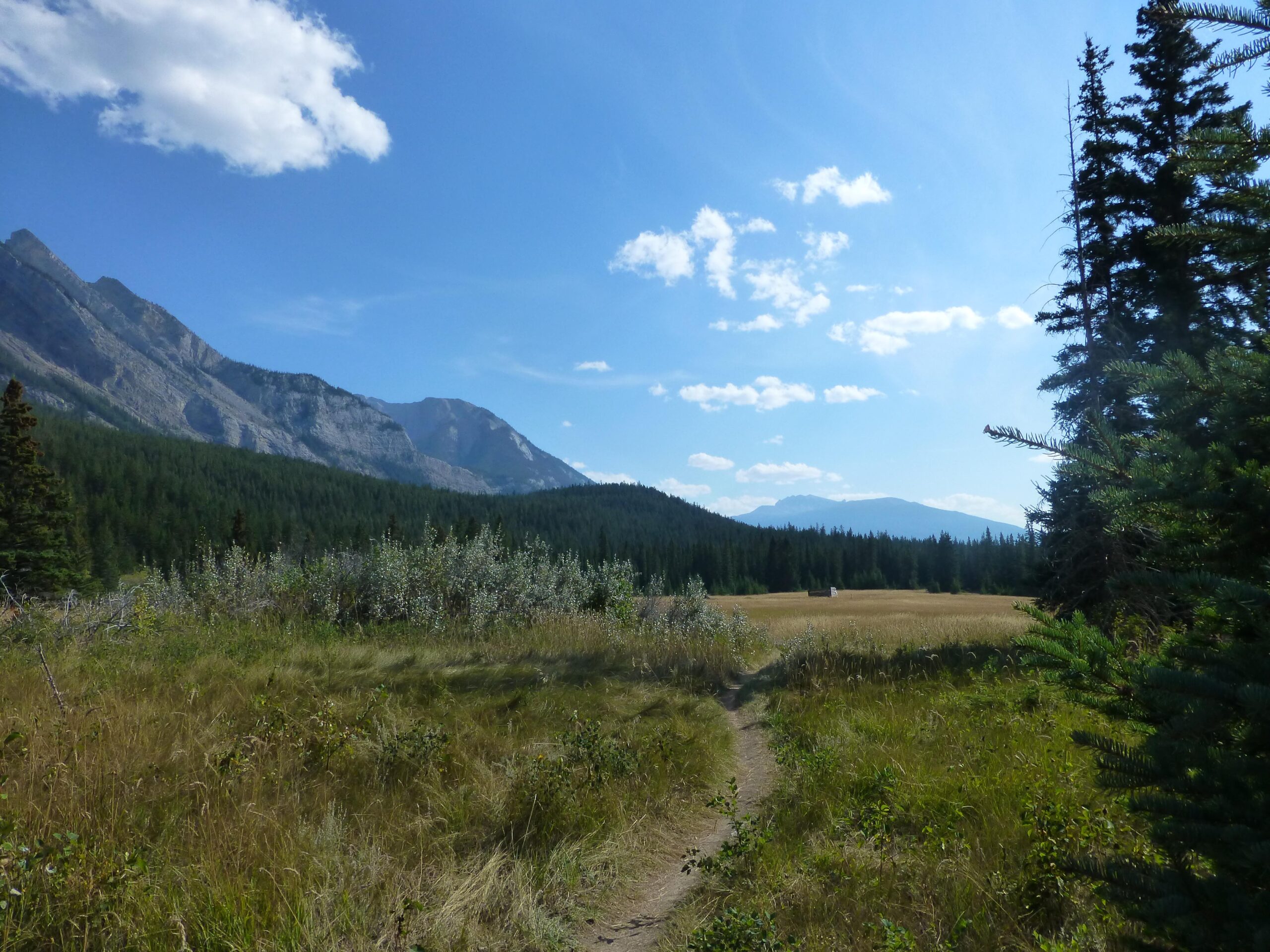 A scenic view of a mountain landscape featuring a clear blue sky with fluffy white clouds. In the foreground, a winding dirt path leads through a field of tall grass and scattered shrubs, surrounded by dense coniferous forests. Majestic mountains rise in the background, showcasing layered rock formations and greenery. The Overlander mountain bike trail.