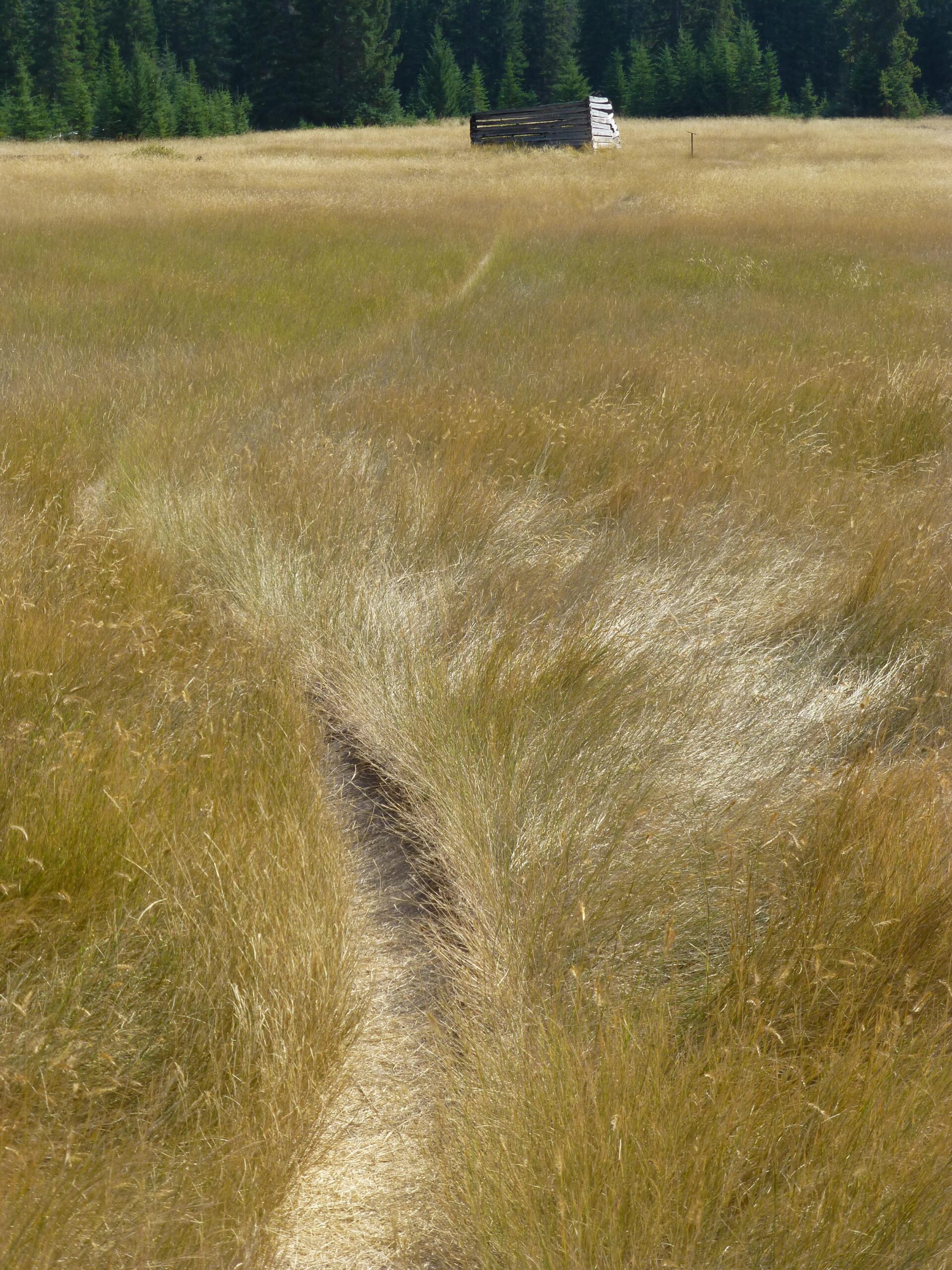 A narrow dirt path winds through tall, golden grass in a field, leading towards a small wooden structure in the background. The scenery is surrounded by a dense line of evergreen trees, suggesting a natural and serene outdoor environment on a sunny day. The Overlander mountain bike trail.