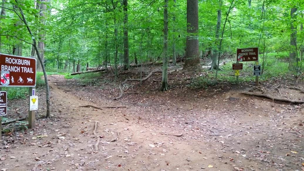 A forested trail junction with two signs: one for the Rockburn Branch Trail and another for the Morning Choice Trail. The area is surrounded by lush greenery, with a dirt path dividing into two directions, framed by trees and foliage. Patapsco Valley State Park (Avalon Area) mountain bike trail.