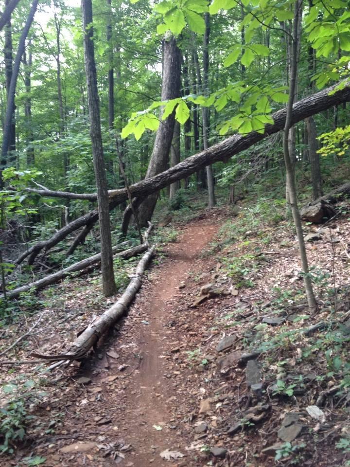 A winding dirt trail through a dense forest, with fallen trees partially blocking the path. The area is surrounded by lush green foliage and various tree trunks, creating a serene and natural setting. Rocky Knob Park mountain bike trail.