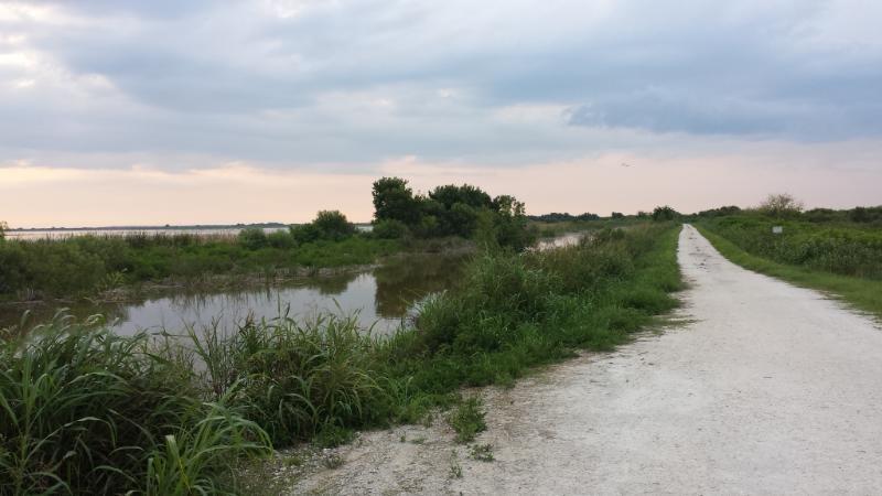 A scenic view of a gravel path alongside a wetland area, featuring lush green grass and small bushes. Calm water reflects the cloudy sky, while distant trees are visible in the background, creating a tranquil natural setting. Lake Apopka Restoration Area mountain bike trail.