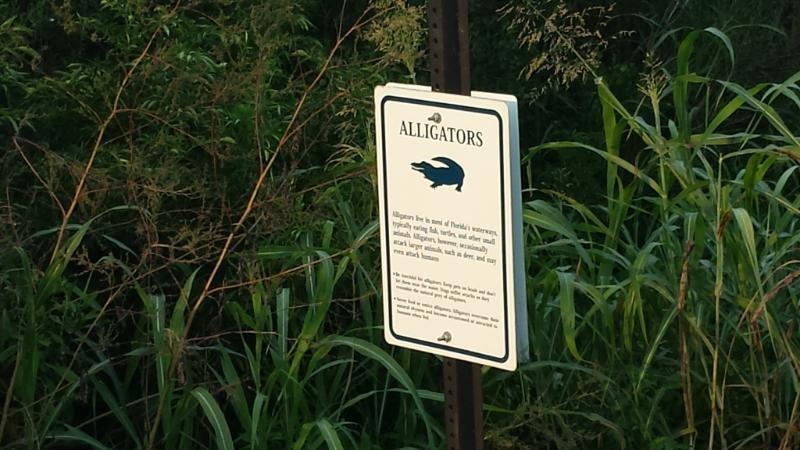 A sign titled "Alligators" displayed in a natural setting, providing information about alligators' habitats and behavior, surrounded by tall greenery. Lake Apopka Restoration Area mountain bike trail.