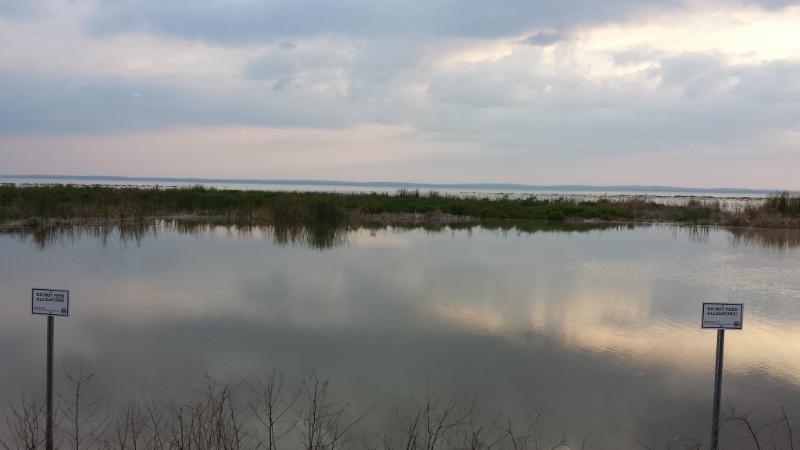 A serene view of a wetland area featuring still water reflecting cloudy skies, with verdant grasses and reeds lining the shoreline. Two informational signs are positioned in the foreground, indicating rules or information about the area. The landscape is tranquil, suggesting a natural habitat. Lake Apopka Restoration Area mountain bike trail.