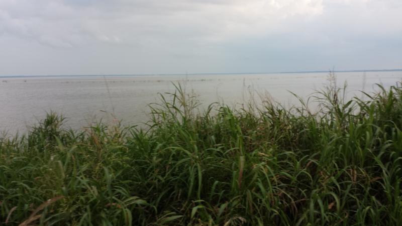 A view of a calm body of water bordered by tall green grass, under a cloudy sky. The horizon is visible in the distance, creating a serene and tranquil landscape. Lake Apopka Restoration Area mountain bike trail.