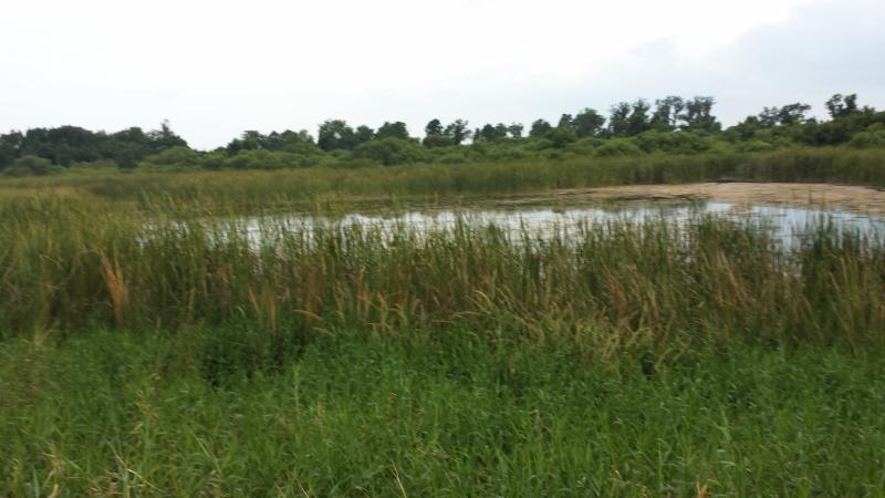A scenic view of a wetlands area featuring tall grasses and reeds surrounding a calm body of water, with a backdrop of lush greenery and cloudy skies. Lake Apopka Restoration Area mountain bike trail.