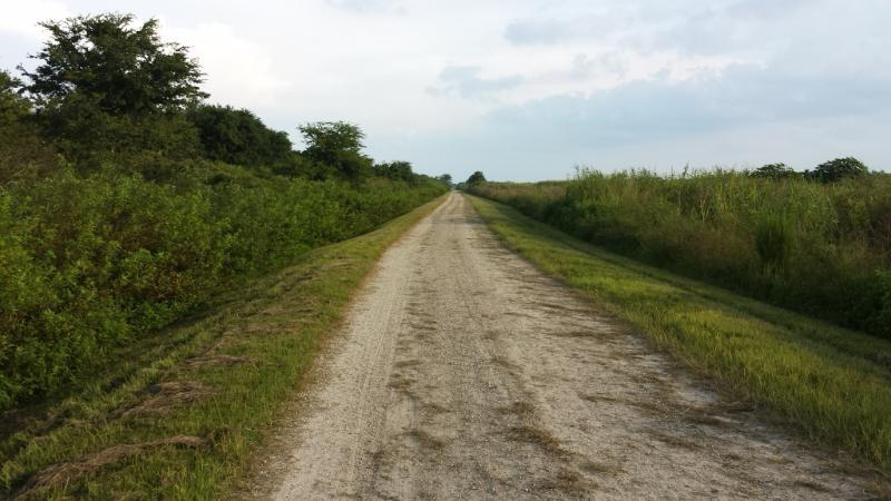 A dirt path lined with green vegetation on both sides, leading into the distance under a cloudy sky. Lake Apopka Restoration Area mountain bike trail.