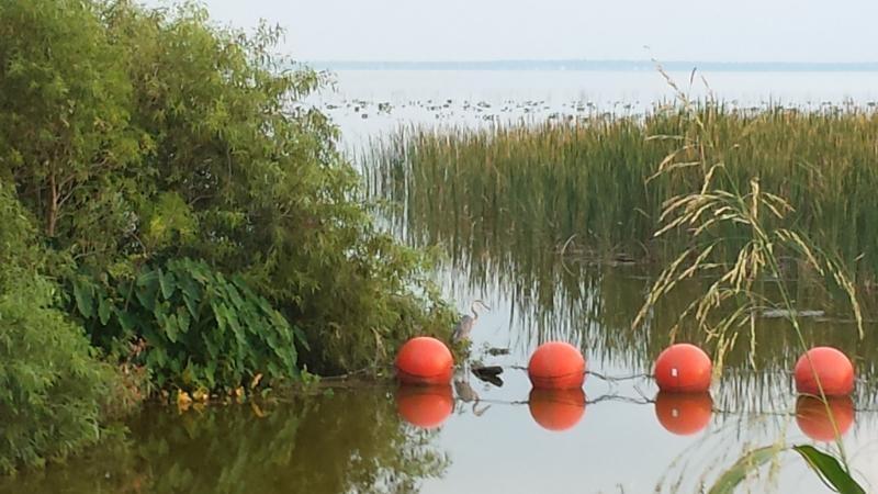 A serene lakeside view featuring tall green reeds and lush vegetation on the left. In the foreground, several bright orange buoys float on the calm water, while a heron is seen standing near the buoys. The background showcases a tranquil lake extending towards a softly lit horizon. Lake Apopka Restoration Area mountain bike trail.
