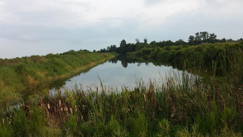 A peaceful natural landscape featuring a calm, reflective body of water surrounded by lush green vegetation and tall grasses. The scene is framed by a gentle curvature of land, with trees lining the background under a cloudy sky. Lake Apopka Restoration Area mountain bike trail.